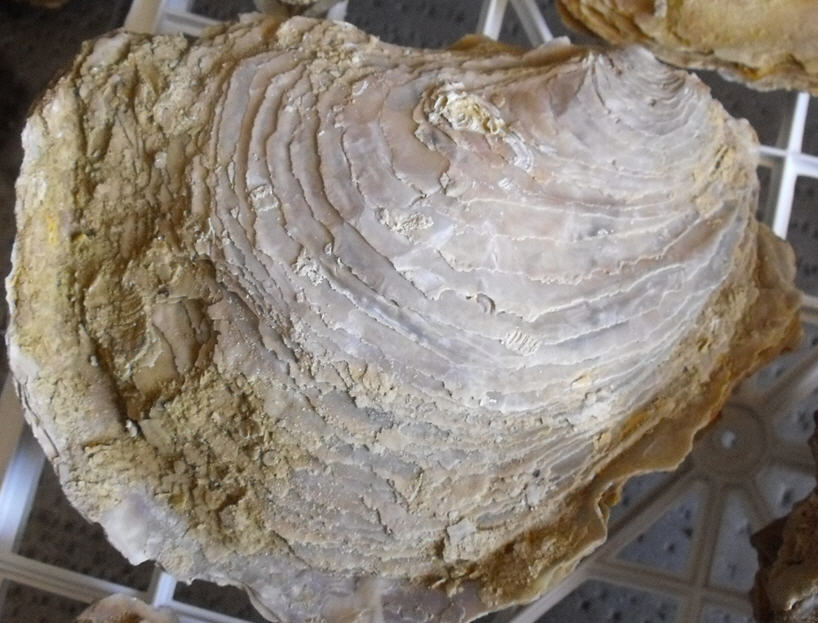 fossile da determinare 2